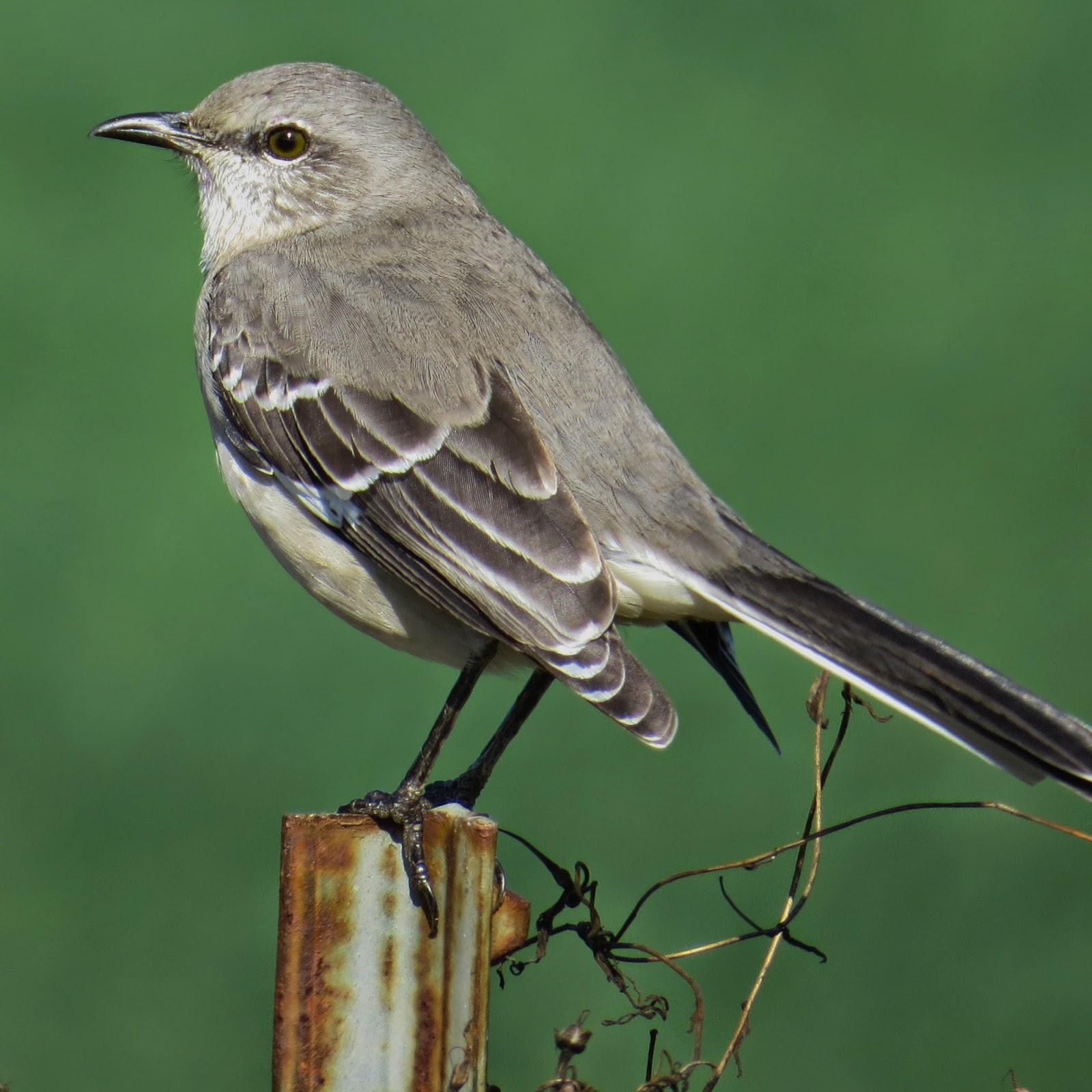 Florida Suncoast Birding Tallahassee Birding