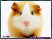 gambar hamster