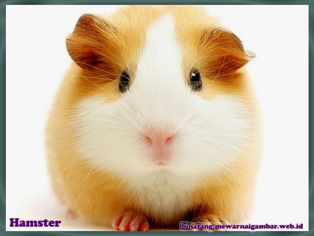 gambar hamster binatang lucu dari huruf H