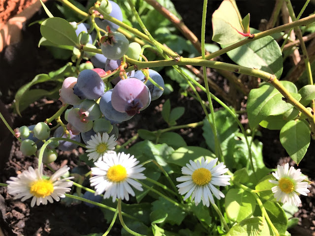 blaue Heidelbeeren mit Gänseblümchen als Unterpflanzung