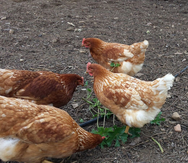 Gallinas felices