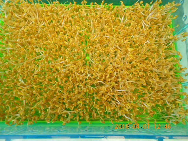 ��Ī��,��Ī�گ�,fenugreek,fenugreek-seeds,�����l,��Ī�ڽ��n,��Ī�ڬ�\��,��Ī�گ��\��,��Ī�ڵo����,��Ī�ڬ�