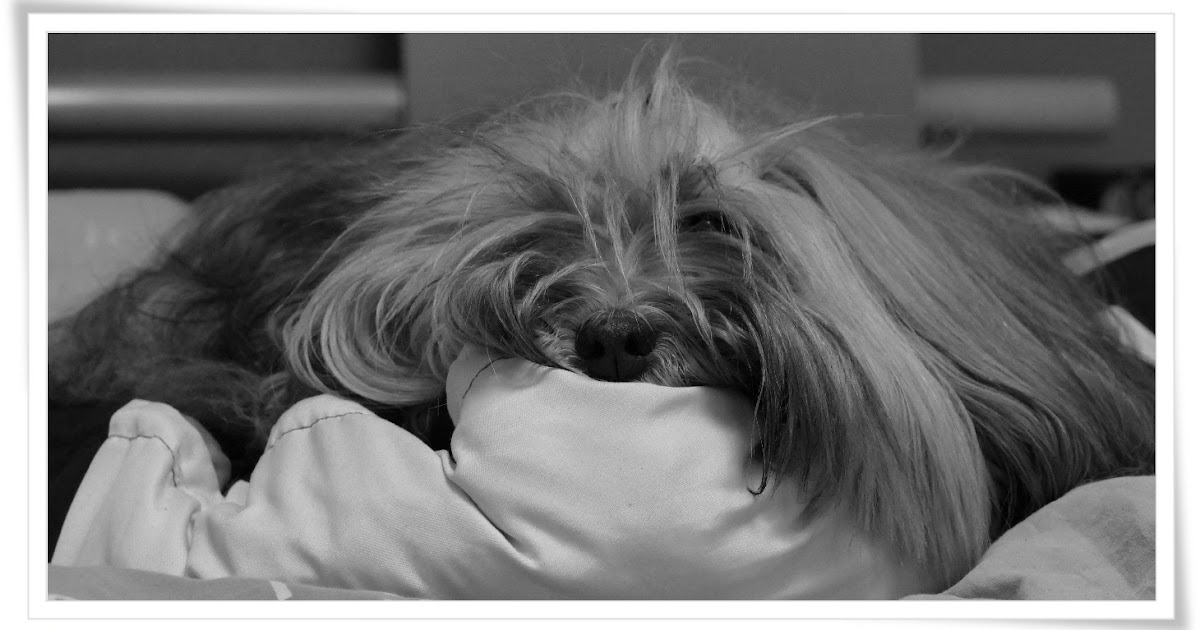 [Hundeblog] Einfach Socke Ade Magensuspension….