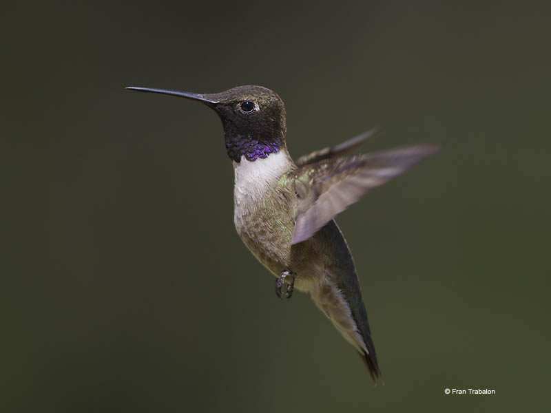 black chinned hummingbird black chinned hummingbird