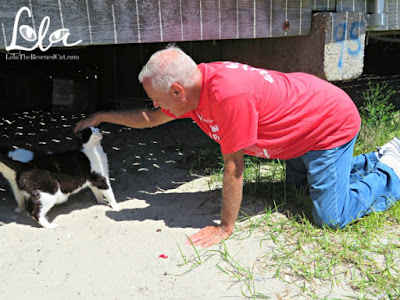 Alley Cat Allies| Atlantic City|Boardwalk Cats Project