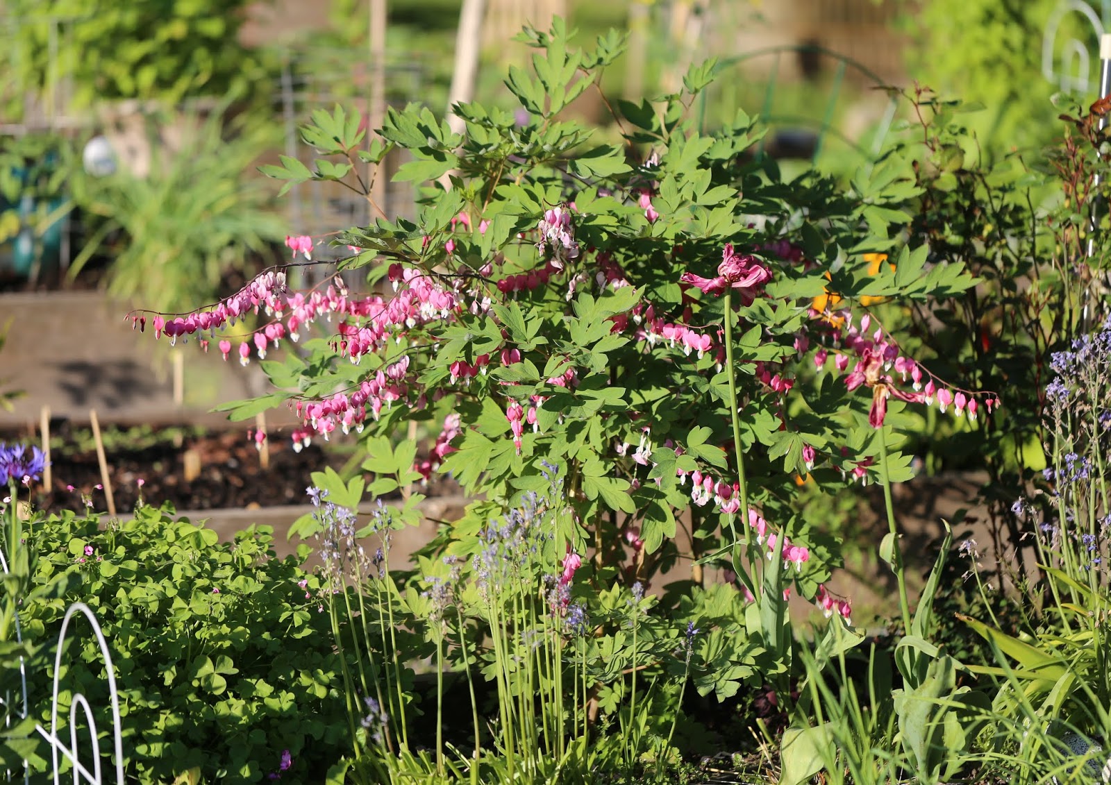 Günstig gärtnern Quadratisch und praktisch