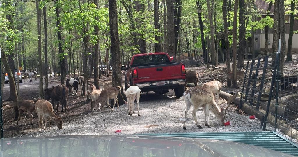 The Busby's The Drive Through Zoo