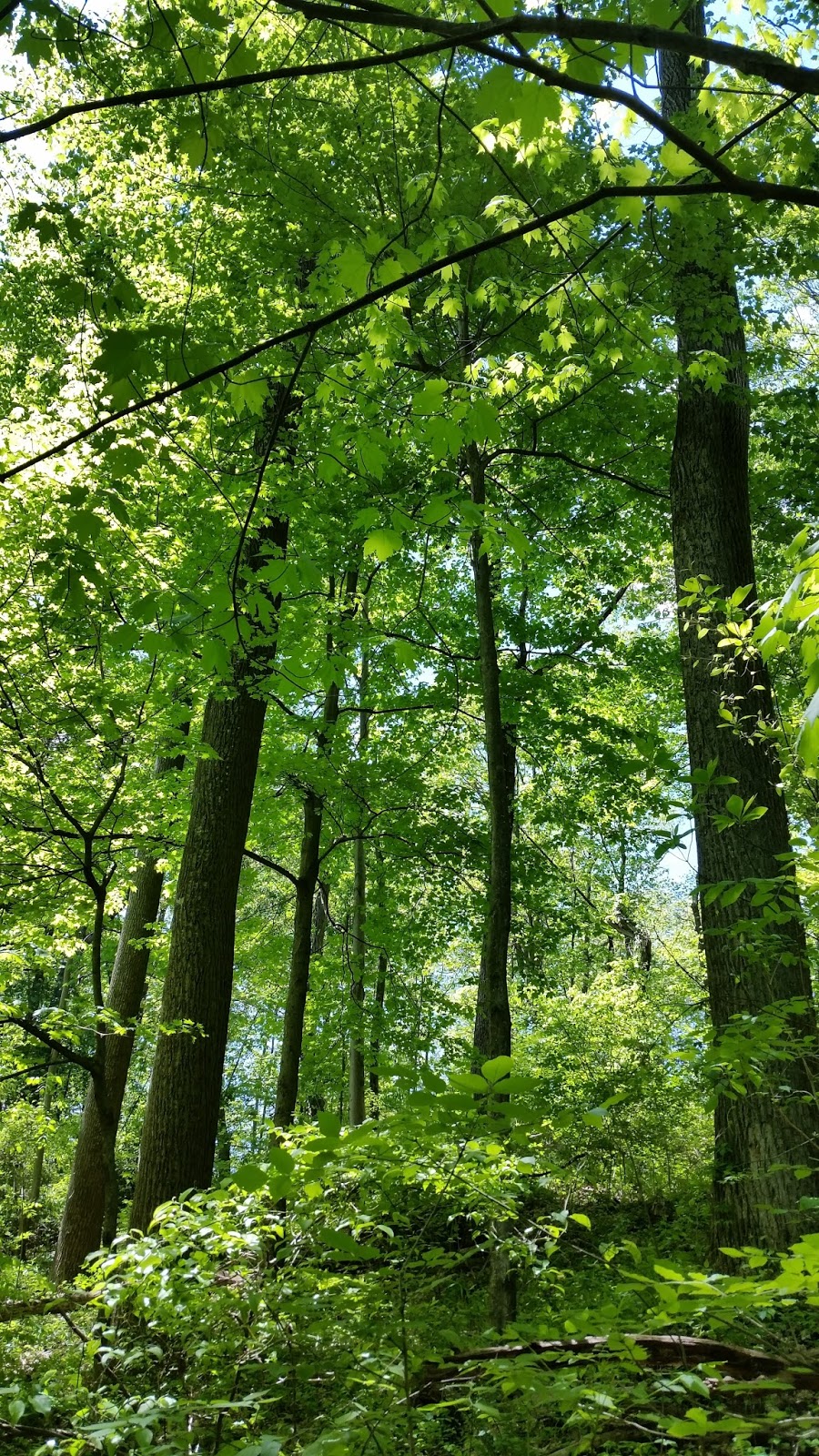 the common milkweed Forest Immersion at Southern Ohio's Splendid Tar