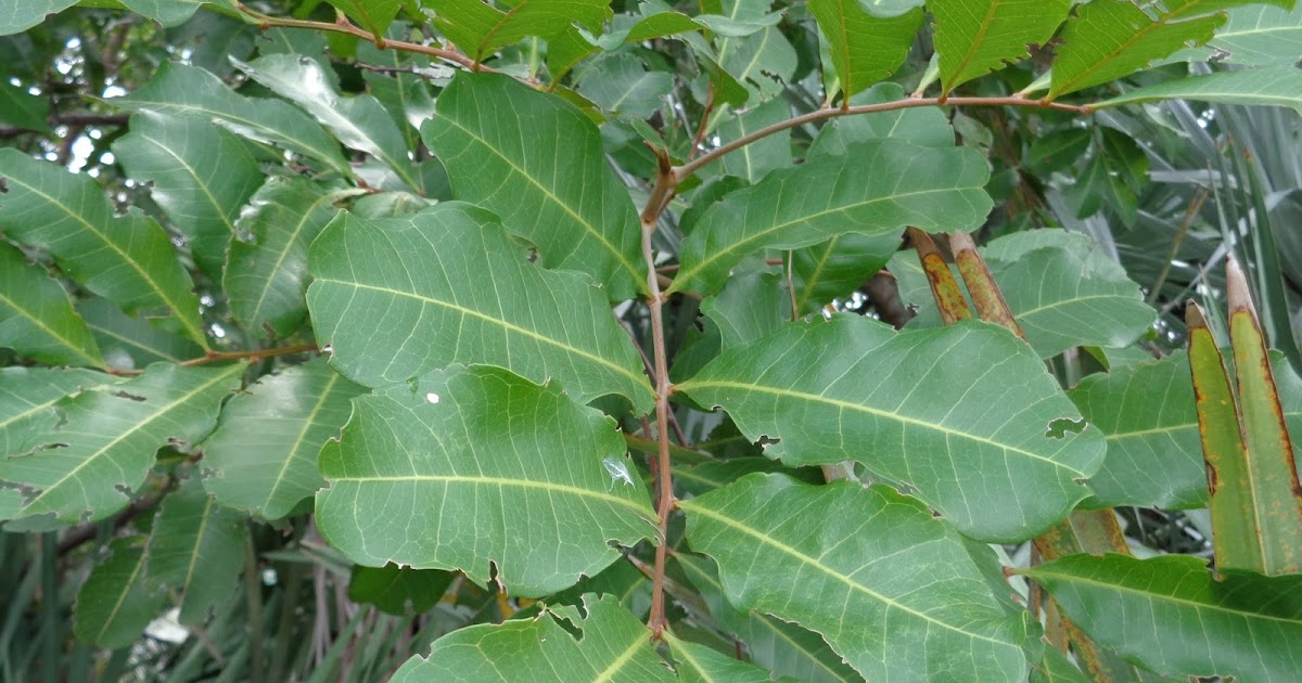 University of Florida/IFAS Charlotte County Extension Why you don’t want a carrotwood in your yard.
