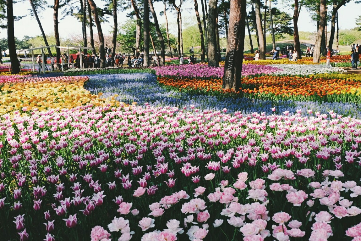 tulip garden at hitachi seaside park