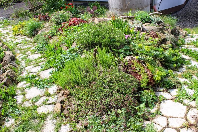 Wildes Gartenglück Steingarten anlegen