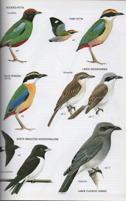 birds of east asia