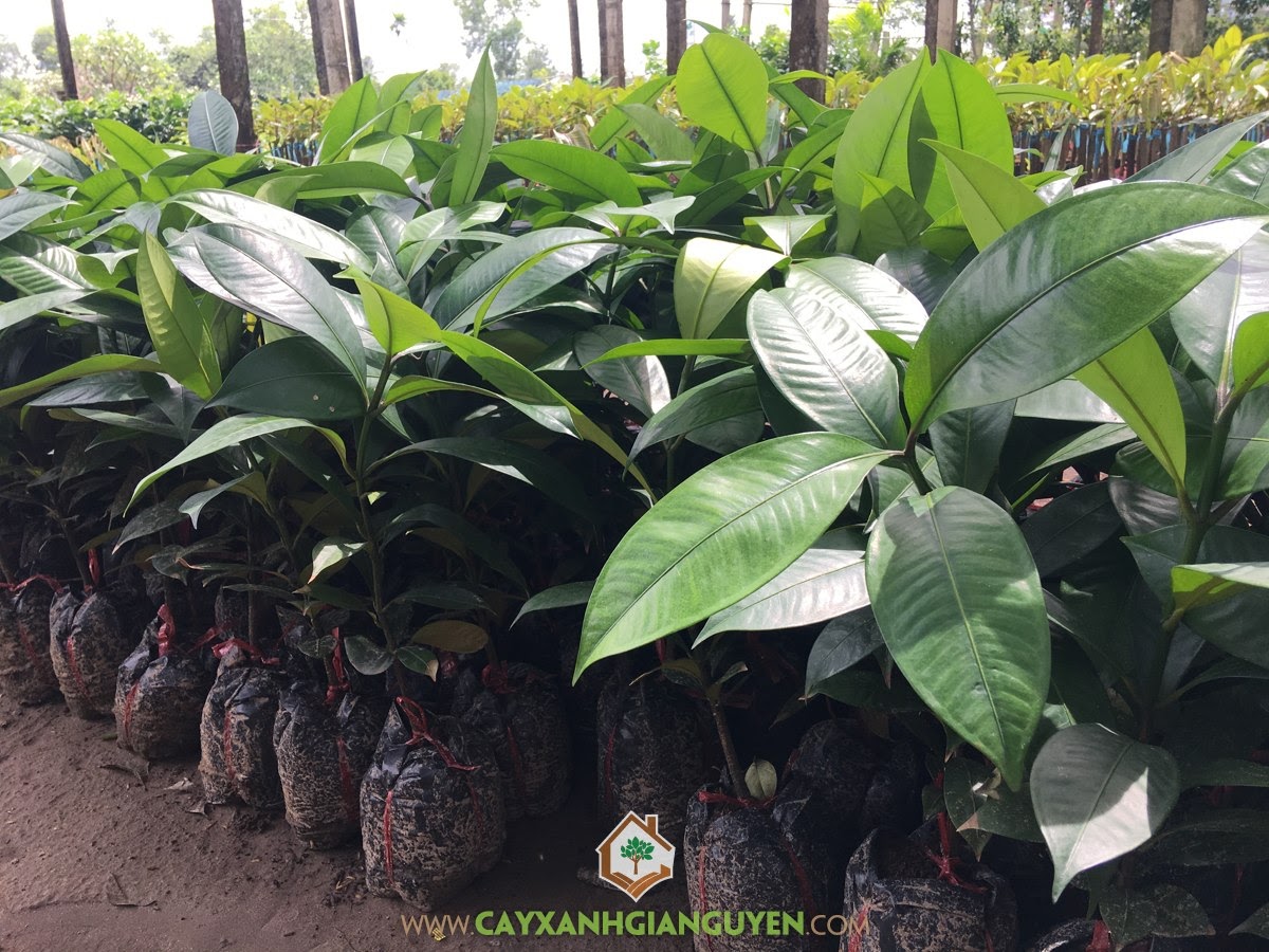 Cây Măng Cụt: NĂNG SUẤT CỦA CÂY MĂNG CỤT