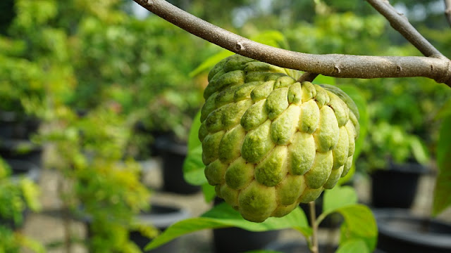 10 Jenis Tanaman Obat Asli Indonesia Beserta Manfaatnya