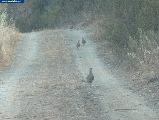 Rio de Pêgo Aires, Zonas de Pesca de Castelo de Vide / Portalegre (Alto Alentejo), Portugal (Fish / Pesca)