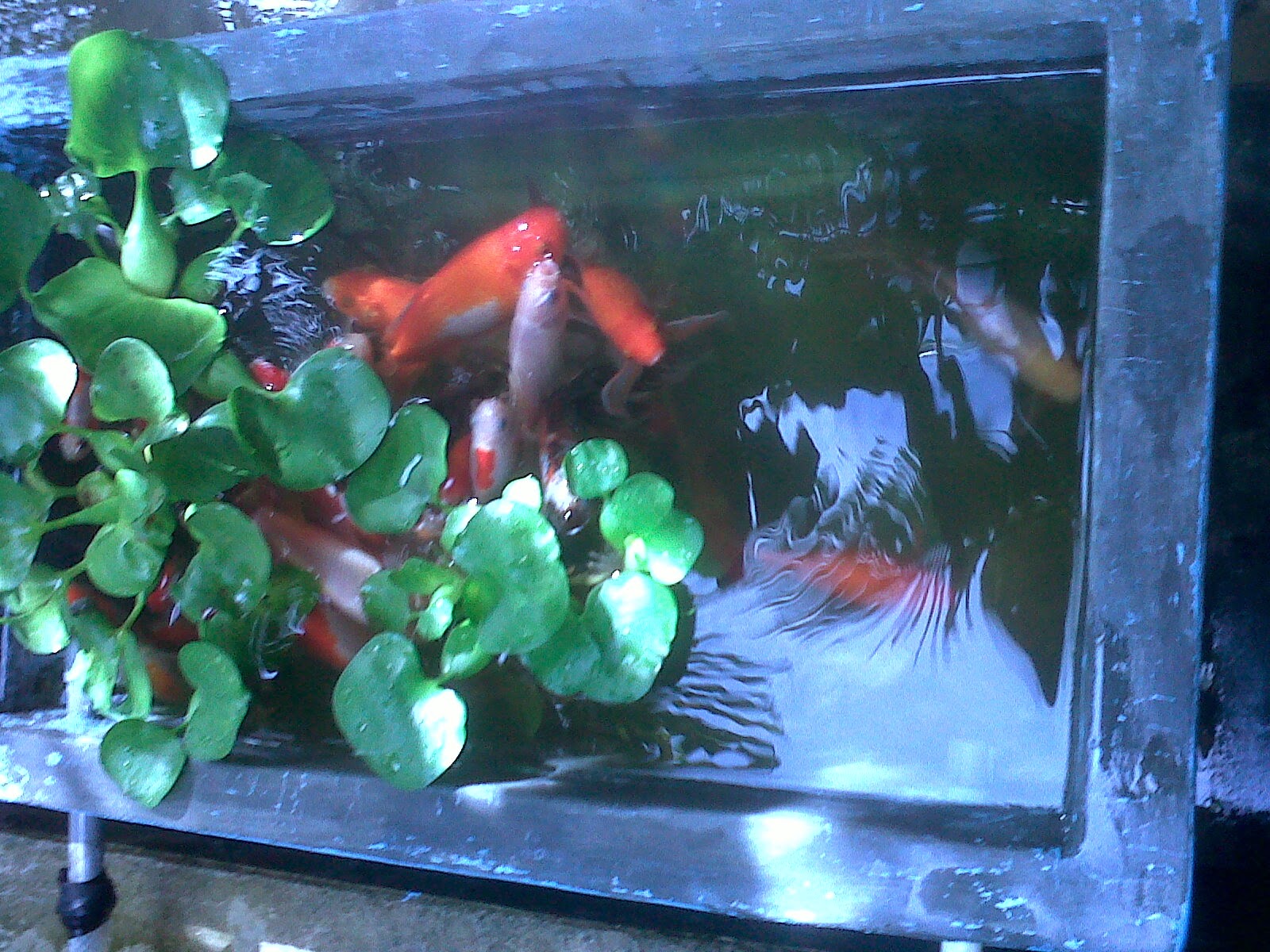 Contoh Karya Ilmiah Kelas Xi Ipa - Viral News Top