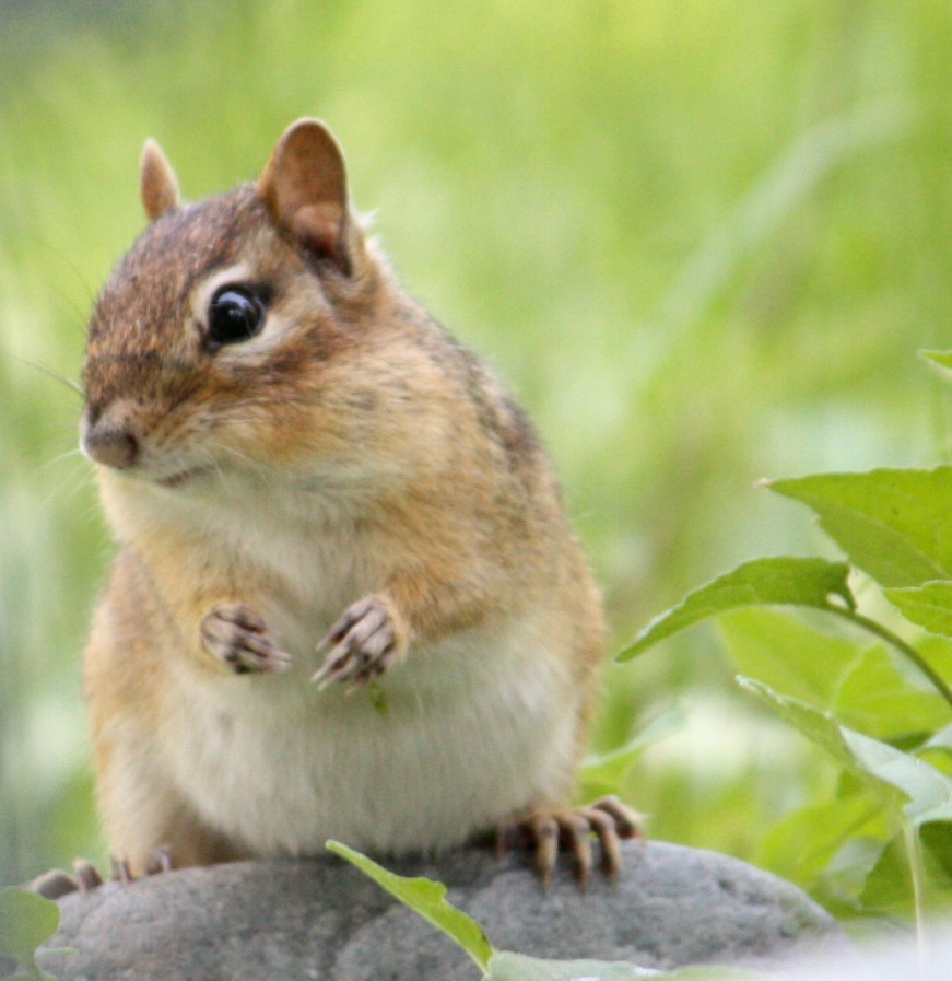 Carol Steel: Chipmunk Chatter