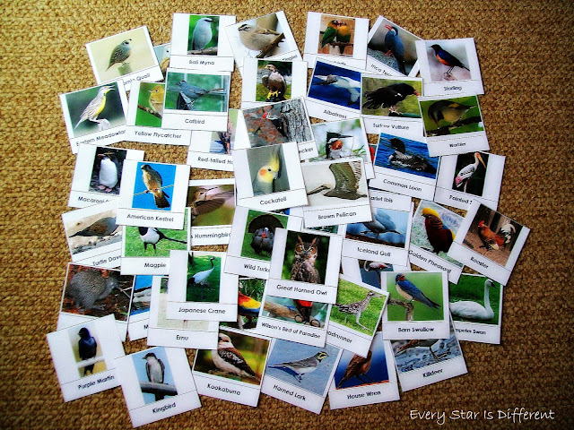 Birds Around the World Sorting Activity (Free Printable)