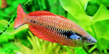 Jenis Ikan Hias Air Tawar Yang Mudah Dipelihara Rainbowfish