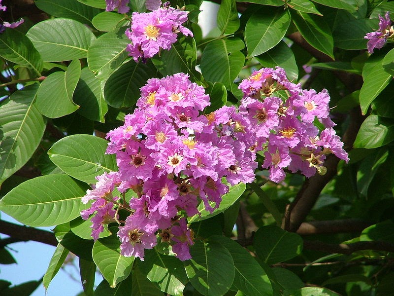 Philippine Medicinal Plants: Health benefits of Banaba Plant we must know