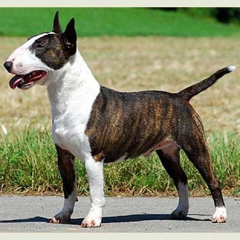Maglietta Bull Terrier Nel Taschino - Tema Cane Divertente, Cotone E Poliestere, Uomo E Donna