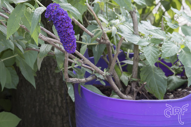 purple flower and basket