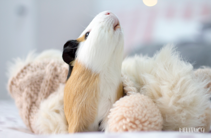 hora siesta kevin cobaya fotografía