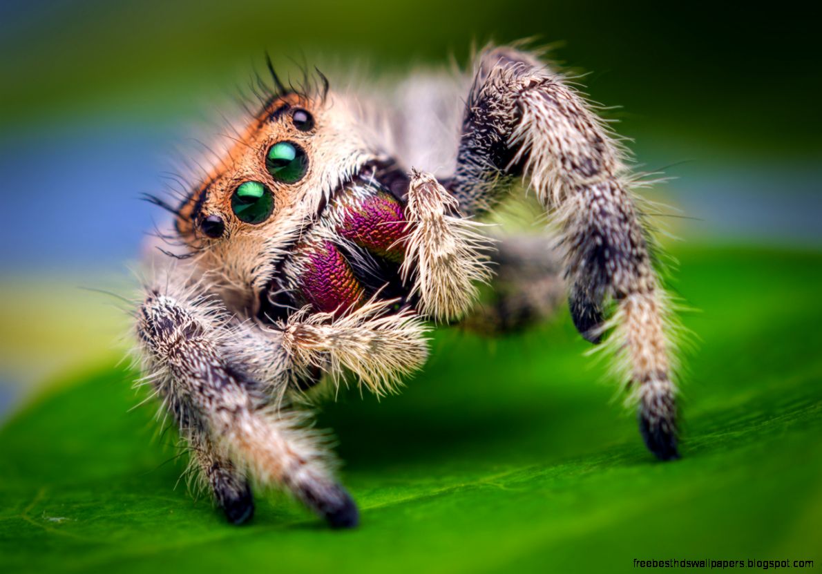 Cute Jumping Spider