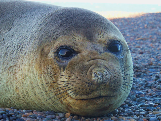 Visitar PUNTA NINFAS, o melhor local do mundo para ver elefantes marinhos | Argentina