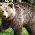 Αρκούδα με τα δύο μικρά της βρήκε καταφύγιο σε αυλή σπιτιού στη Δροσοπηγή - ΒΙΝΤΕΟ