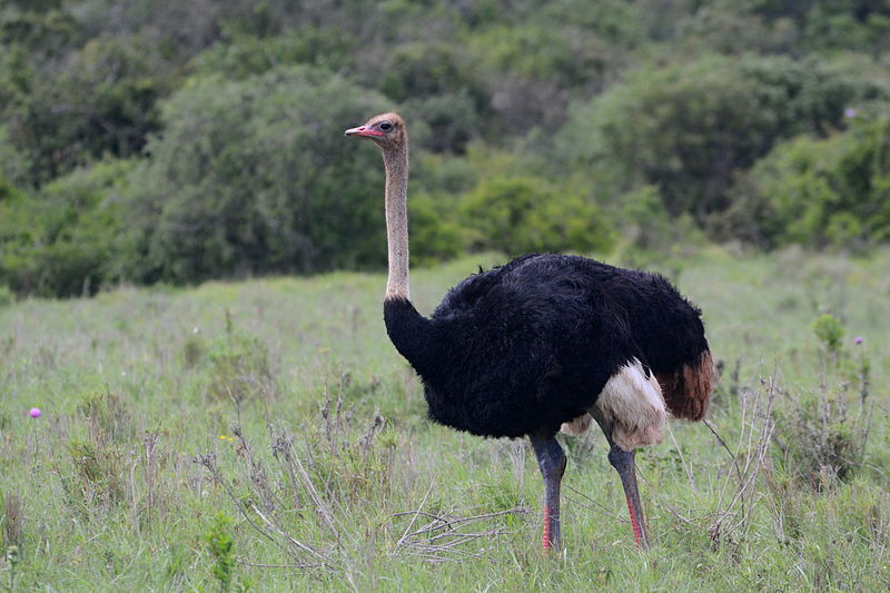 26++ Burung unta di indonesia terupdate
