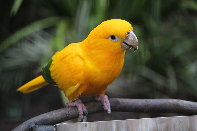 A Golden Parakeet songbird in Taiwan