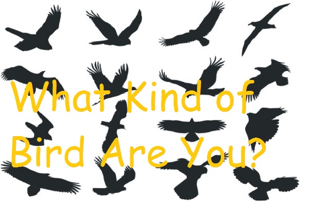 https://www.buzzfeed.com/amateurnithologist/burdzzfeed-presents-what-kind-of-bird-are-you-300w9?utm_term=.nfmvyR8Rd