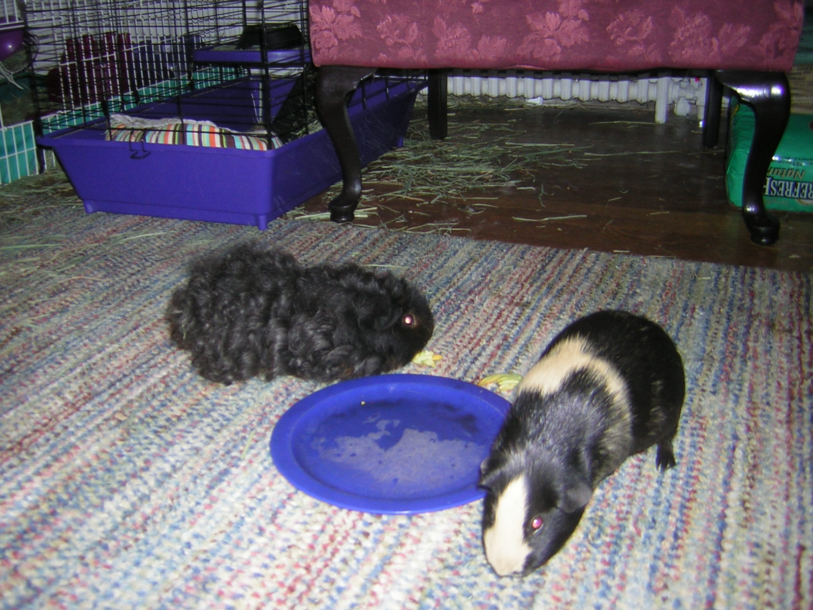 Cavy Savvy A Guinea Pig Blog Can Guinea Pigs Eat Squash Blossoms?