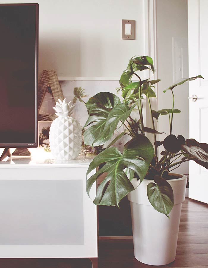 Monstera deliciosa (costela de Adão) na decoração da sala de estar, deixando o ambiente mais aconchegante e estiloso.