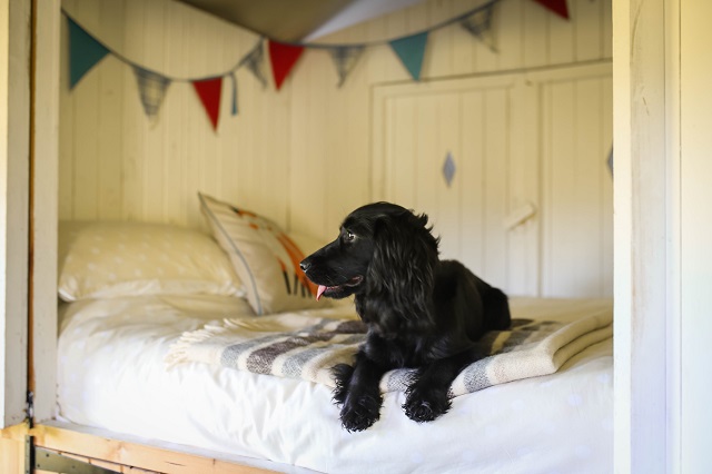Five Reasons to Take your Dog Glamping