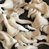 Mushroom Cultivation Benefits