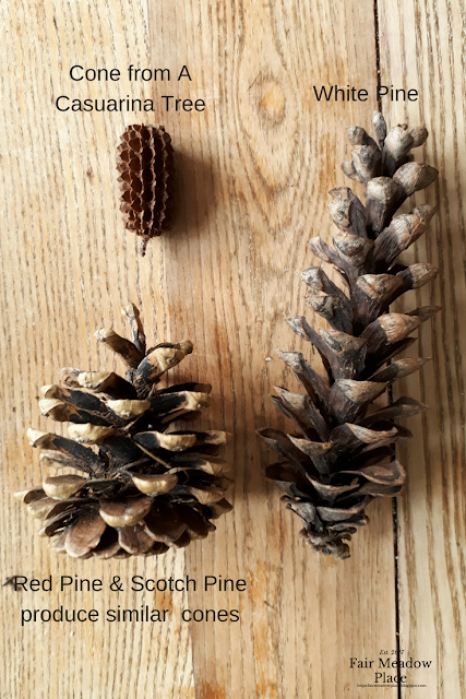 Collecting & Using Pinecones