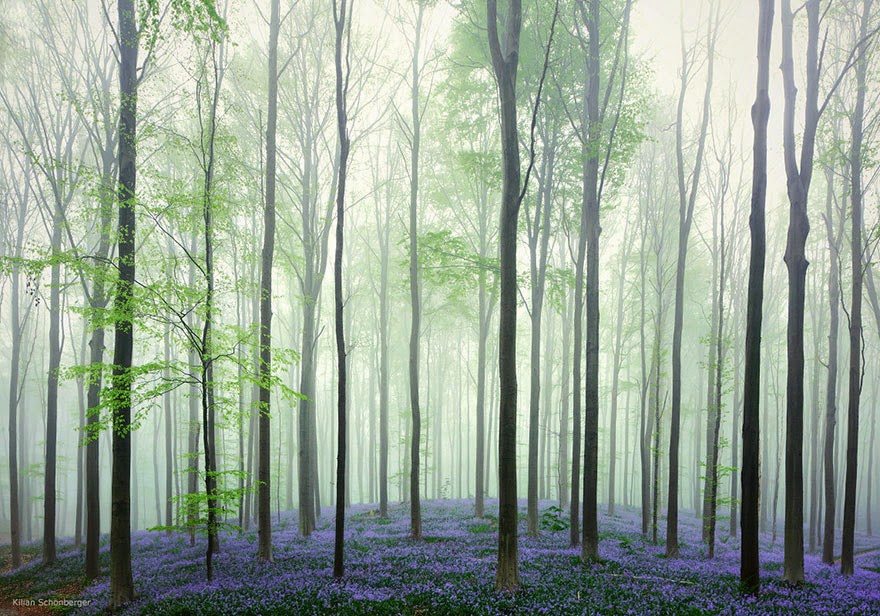 Platycodon grandiflorum flowers forest in Belgium Platycodon grandiflorum flowers forest in Belgium