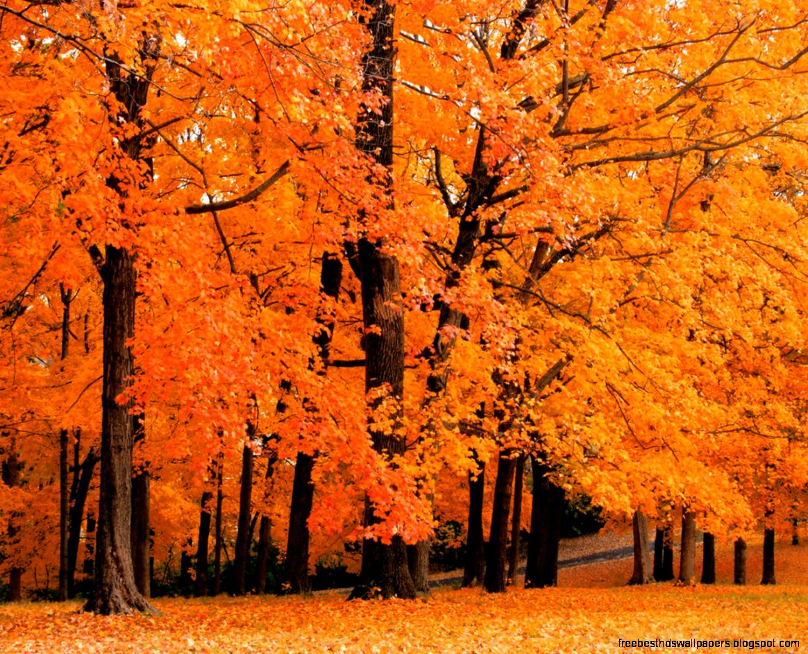 Fall Backgrounds Autumn Trees Wallpaper