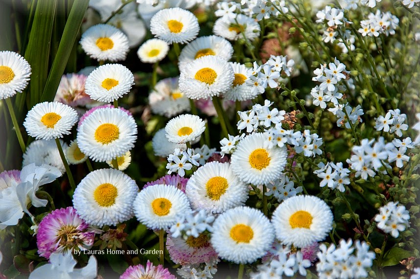 Akeleien So Weit Das Auge Reicht Achims Garten