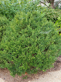 White Swan Properties Blogspot Boxwoods For Ontario Landscapes