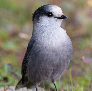 Gray Jay Meisenhäher