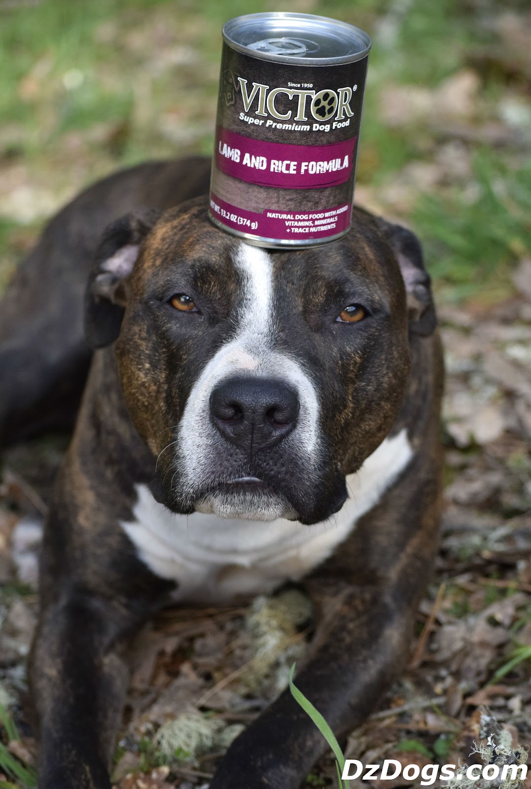 DZ's Adventures Victor Lamb & Rice Food & DIY Homemade Treats!