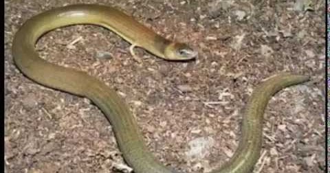 Subhanallah Tanda Kiamat Muncul Lagi Ini Paktanya Kabar Terkini