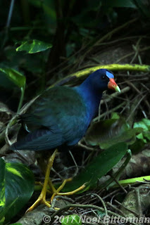 Purple Gallinule