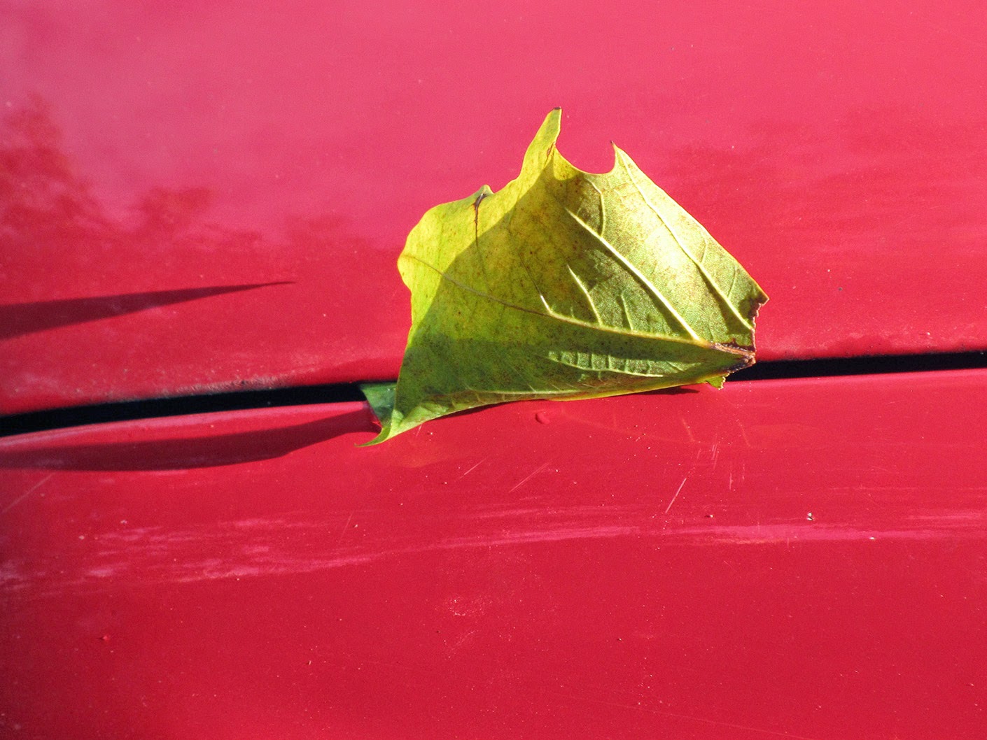 leaf on a red car