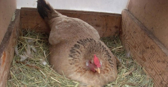 Ο αγρότης νόμιζε ότι η κότα του κλωσούσε κανονικά τα αυγά της!!!- Όταν όμως κατάλαβε πάνω σε τι καθόταν… (ΒΙΝΤΕΟ)