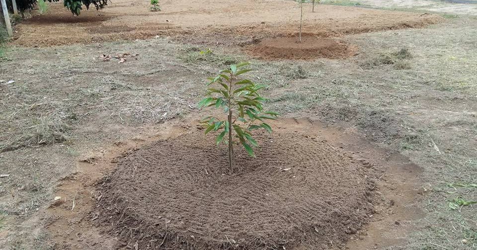 Beza Daun Musang King Dgn Duri Hitam Ciri dan perbedaan