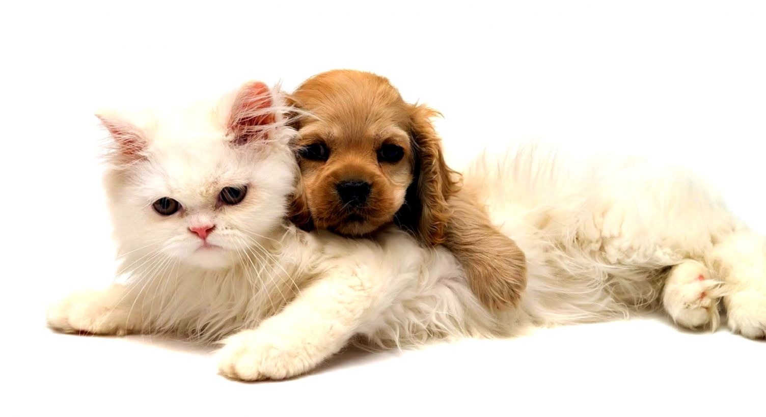 Cute Cat And Dog Wallpapers Hd